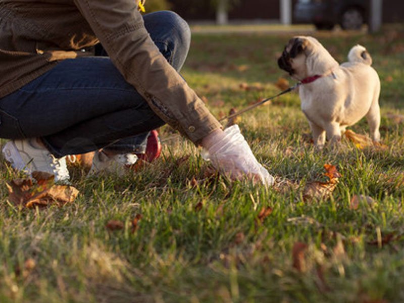 Other Methods of Disposing of Dog Poop